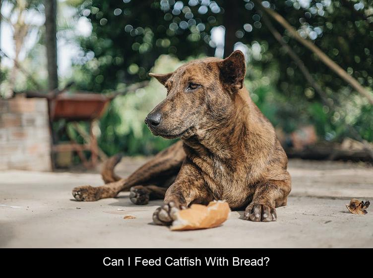 Can I feed catfish with bread?