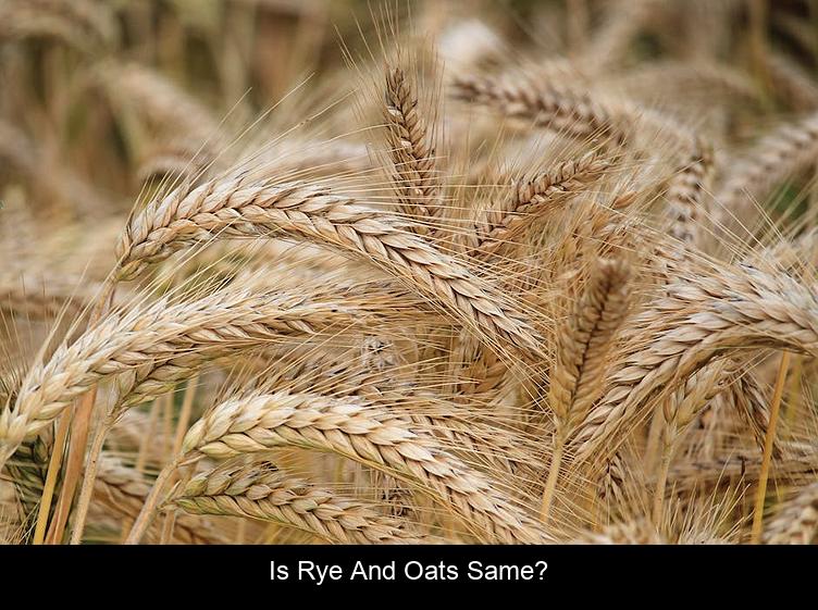 Is rye and oats same?